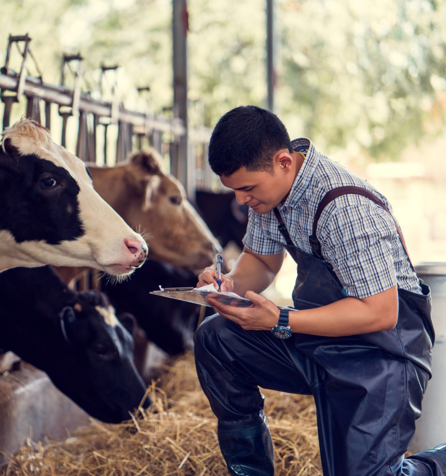 Person with a clipboard infront of some cows